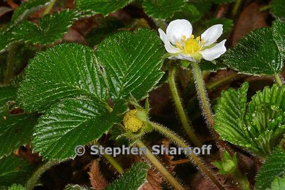 fragaria moupinensis 1 graphic